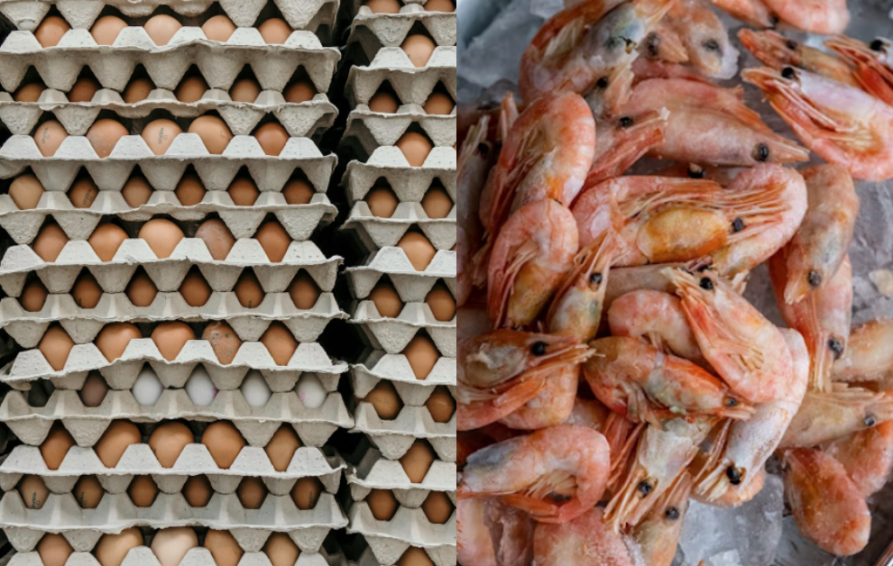Iceland’s New Commitments to Shrimp and Hen Welfare