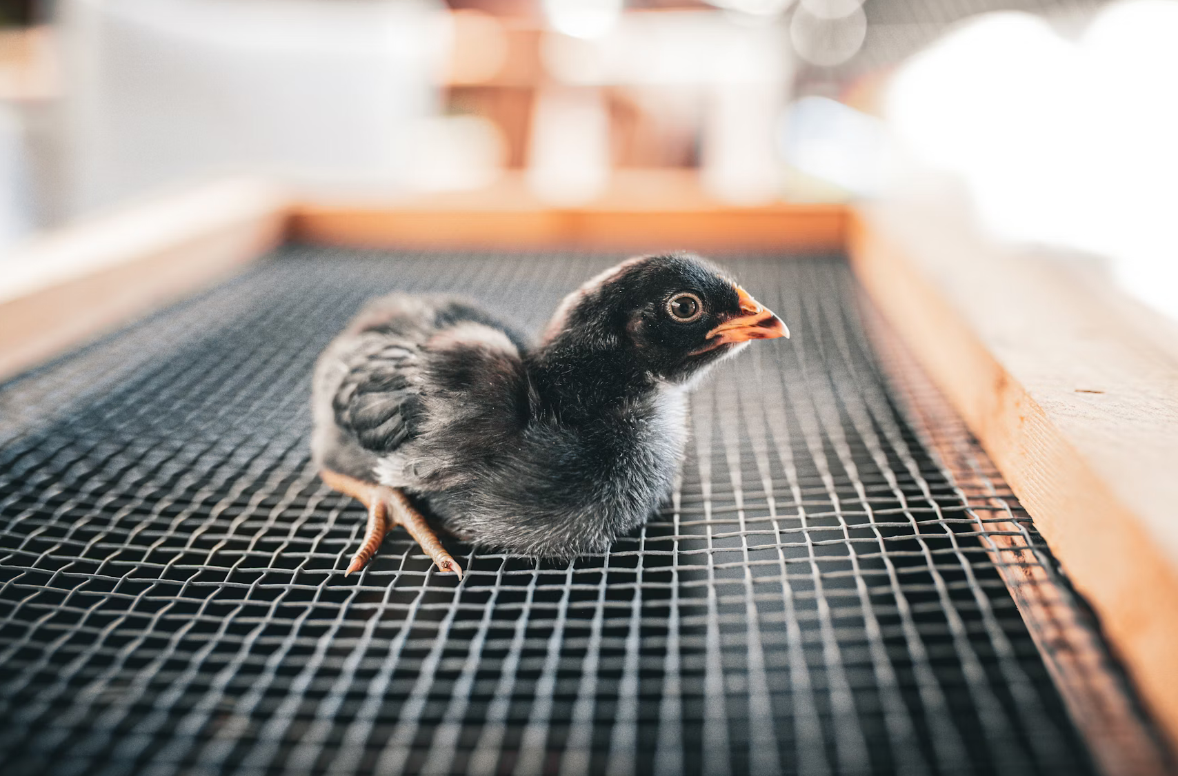 The Mitzvah of ‘Feeding Animals First’