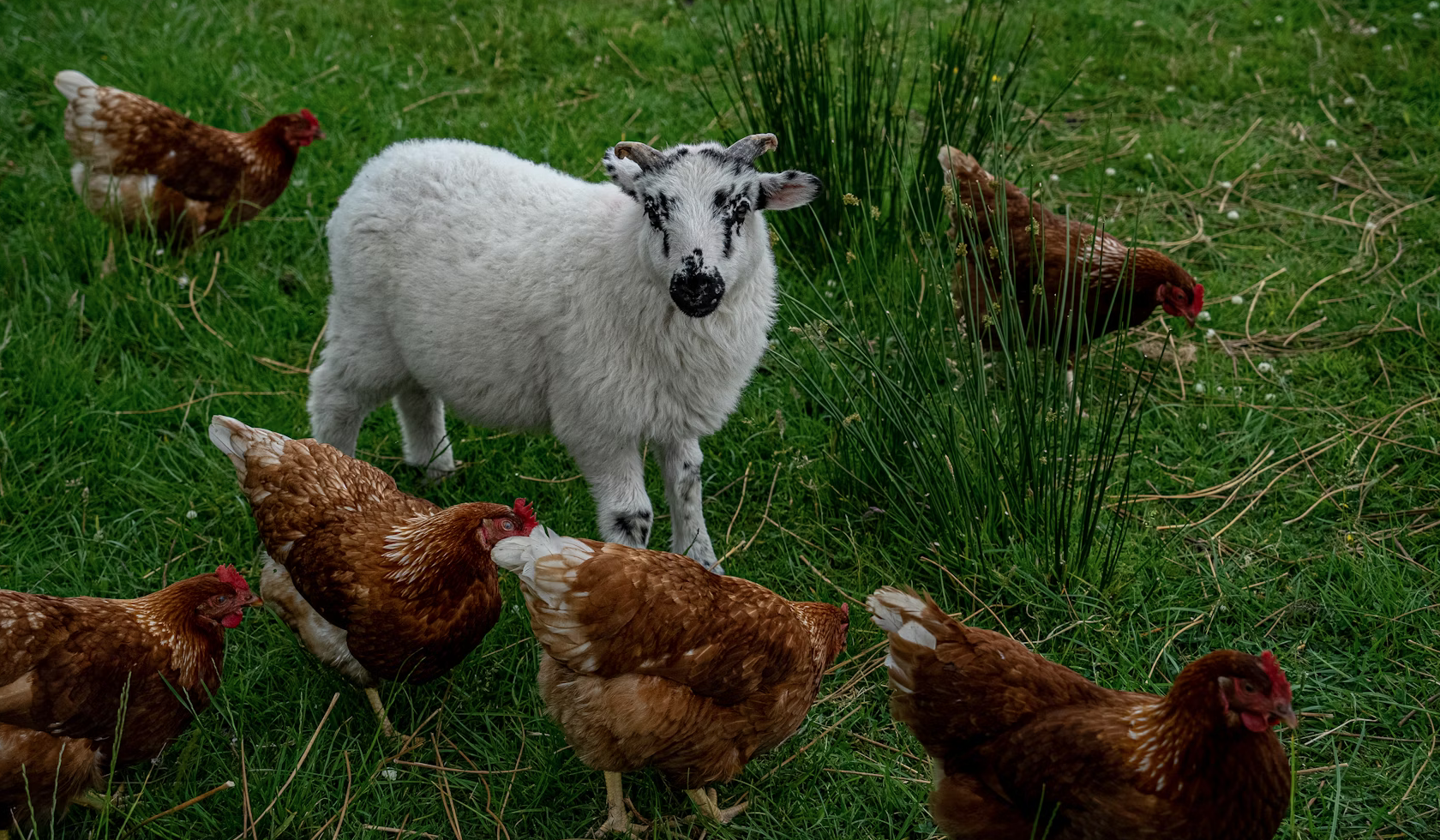 Calculating the Innocent Lives Saved by the UK’s Growing Vegan Community