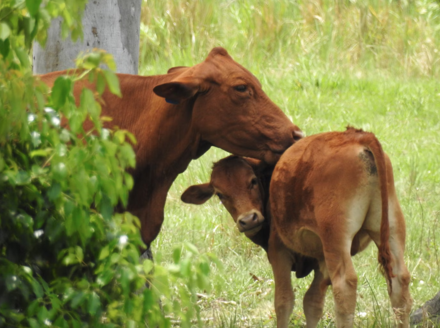 Jewish people are duty bound to remember the kindness of animals