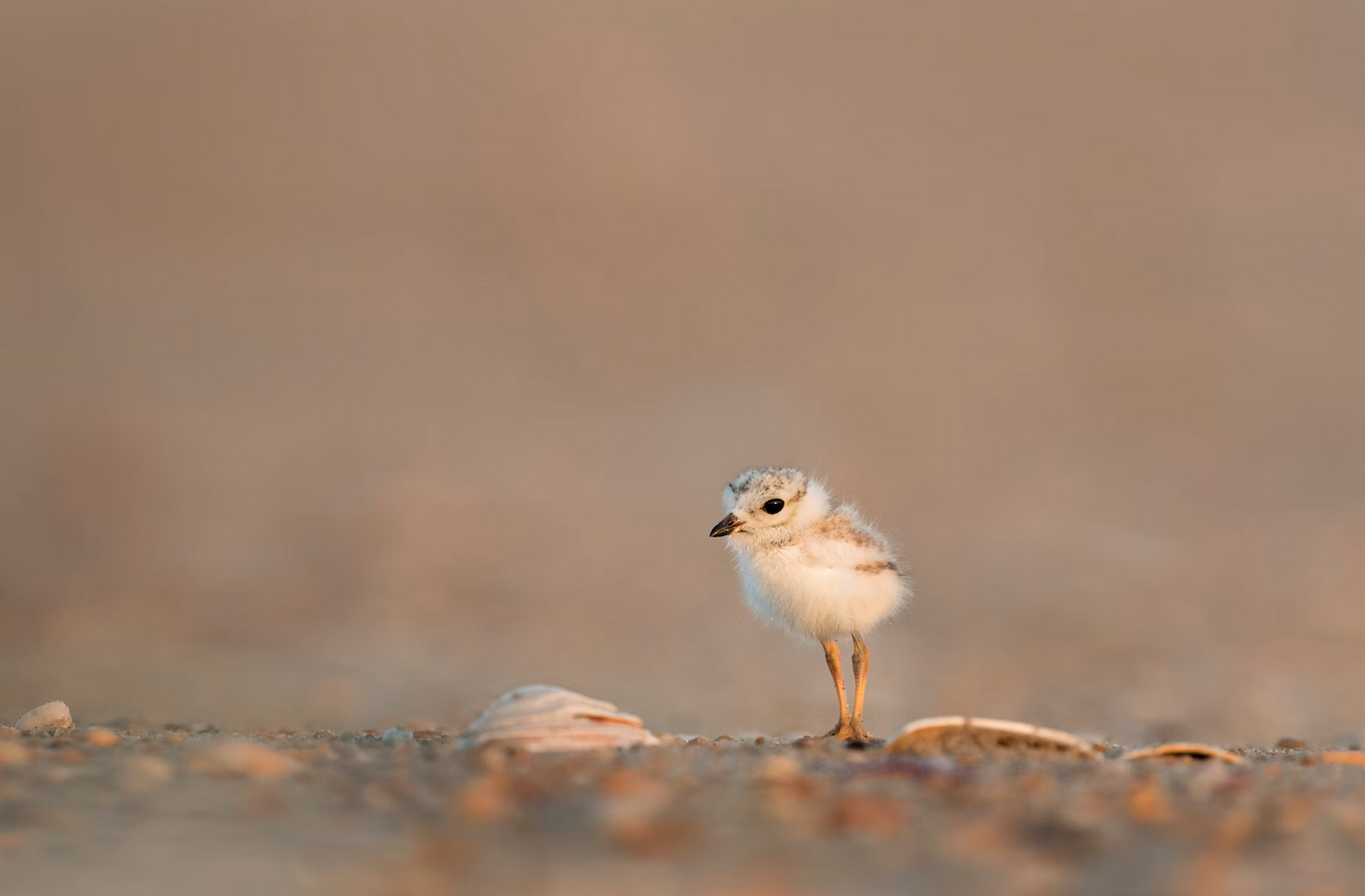 How could a plant-based diet could save animals from extinction